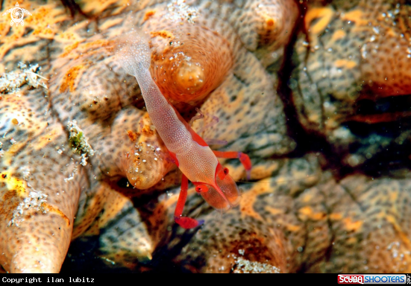 A emperor shrimp