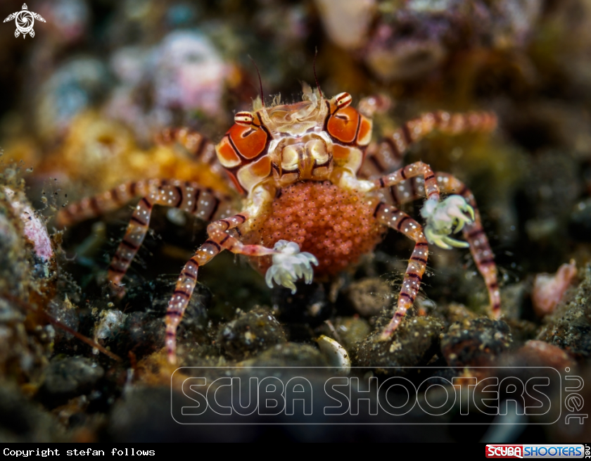 A Pom Pom Crab