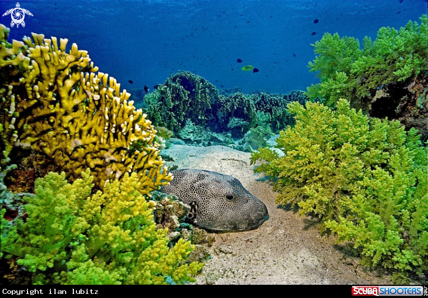 A Trunkfish