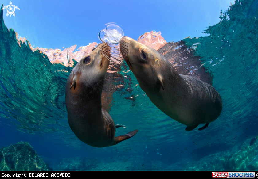 A Sea lion