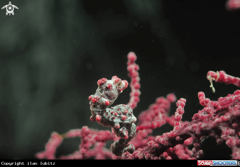 A pygmy sea horse