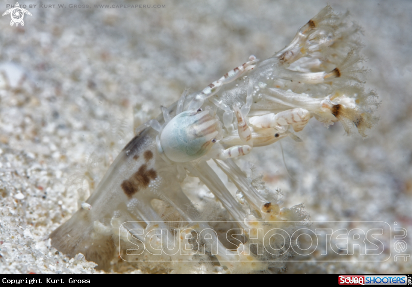 A Porcelain Crab