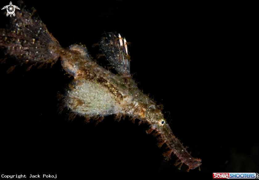 A Roughsnout ghost pipefish