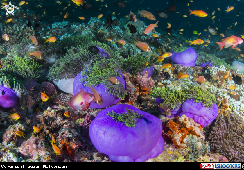 A Purple Anemones