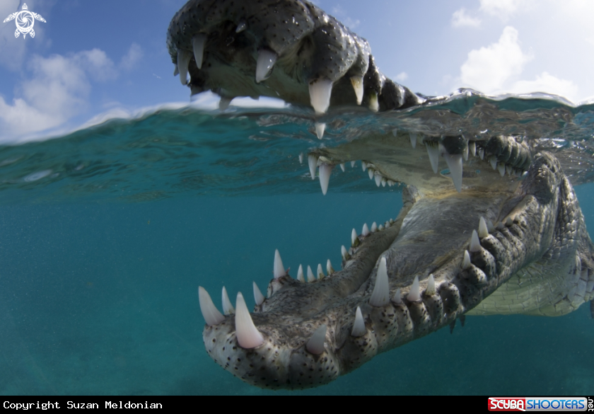 A American Crocodile