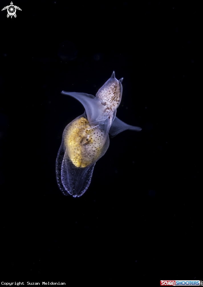 A Sea Angel