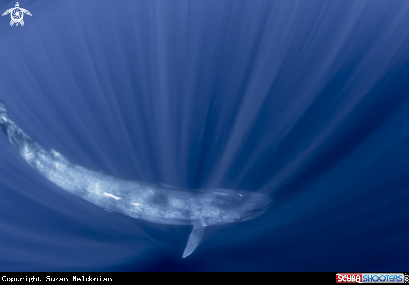 A Blue Whale