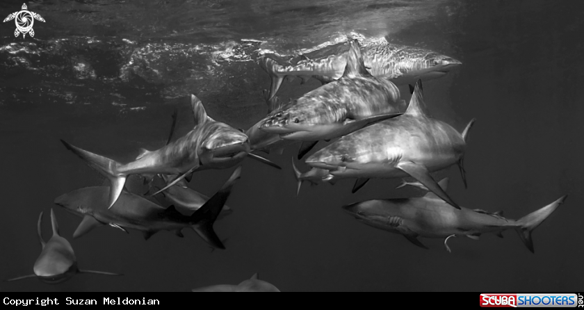 A Silky sharks 