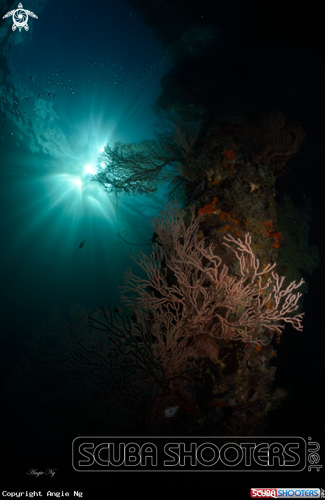 A Sea Fans
