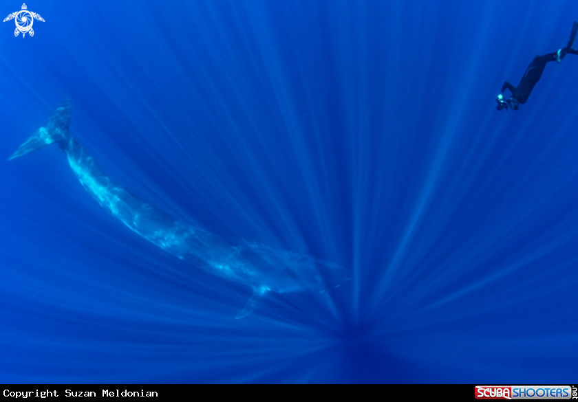 A Blue whale