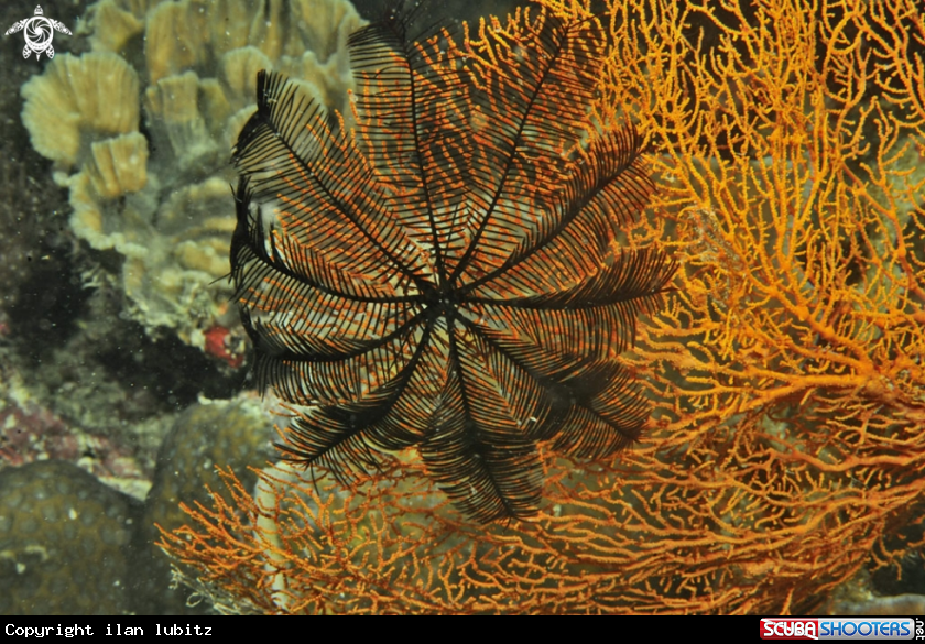 A feather star