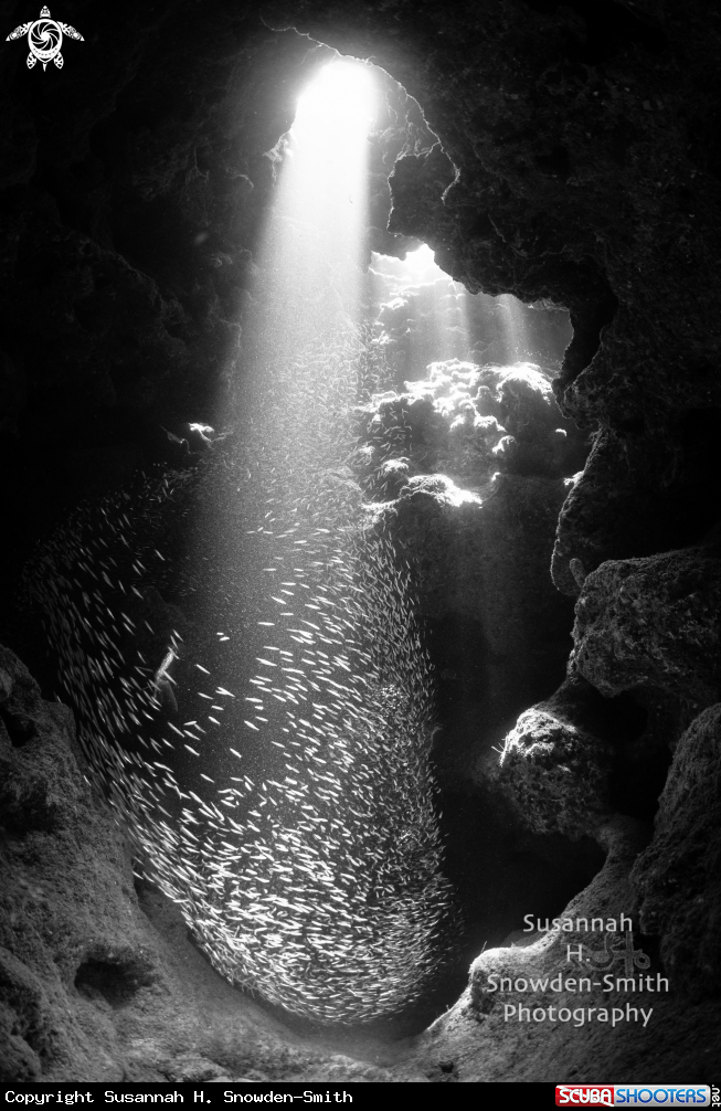 A Silversides