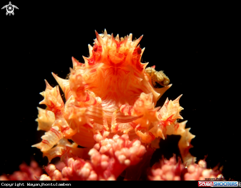 A Candy Crab
