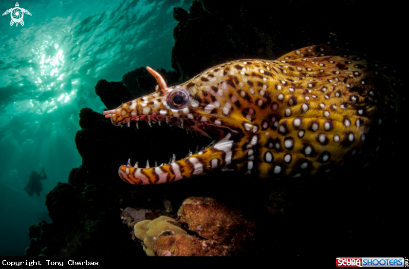 A Dragon Moray