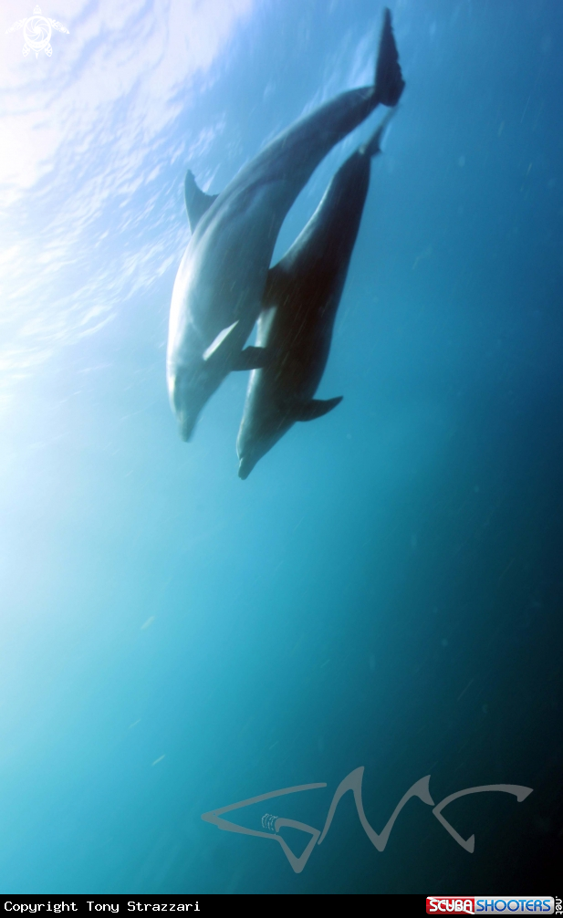 A Bottlenosed Dolphin