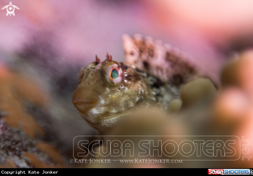 A Blenny