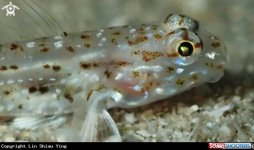 A Ecsenius yaeyyamaensis