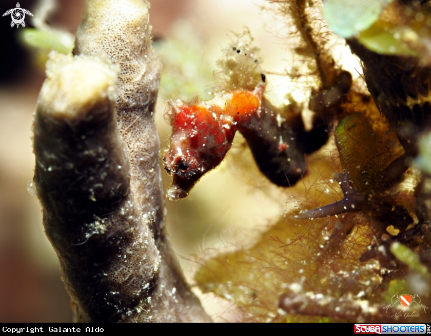 A Severn’s pygmy seahorse