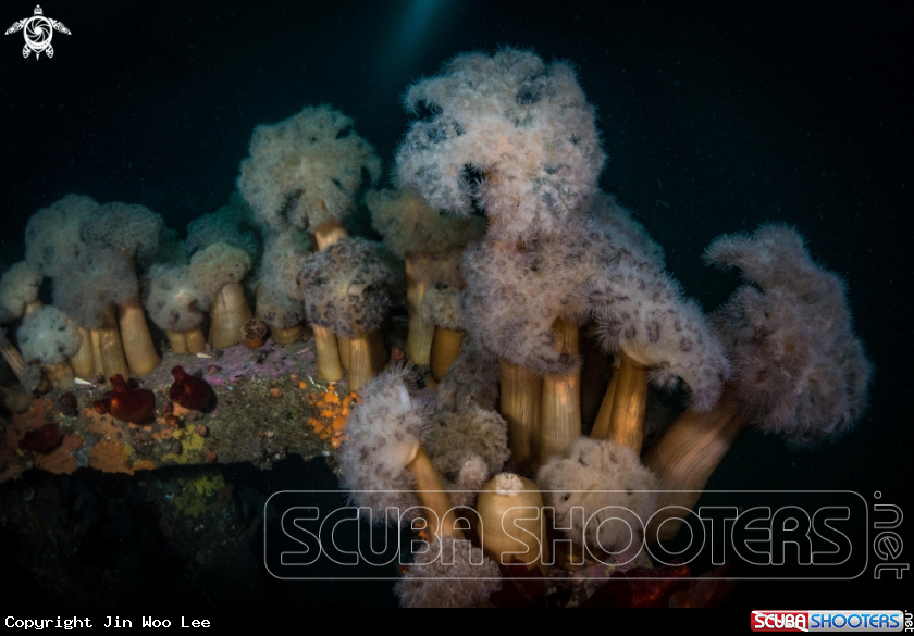 A Plumose Anemone