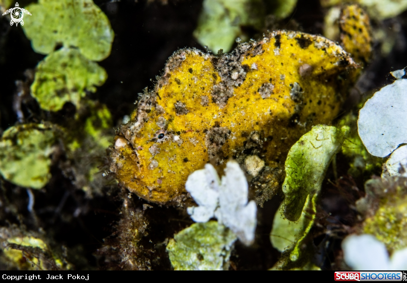 A Randall's frogfish