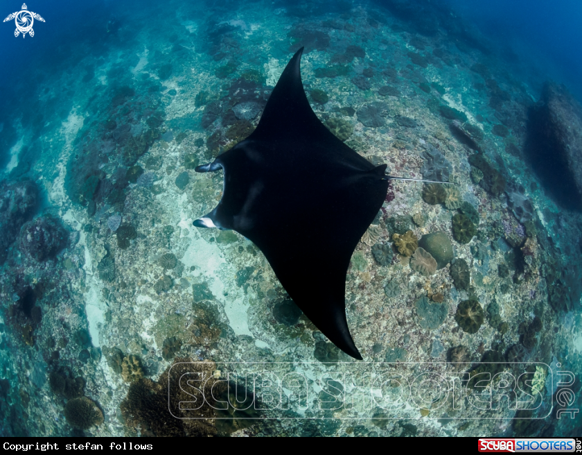 A Manta Ray