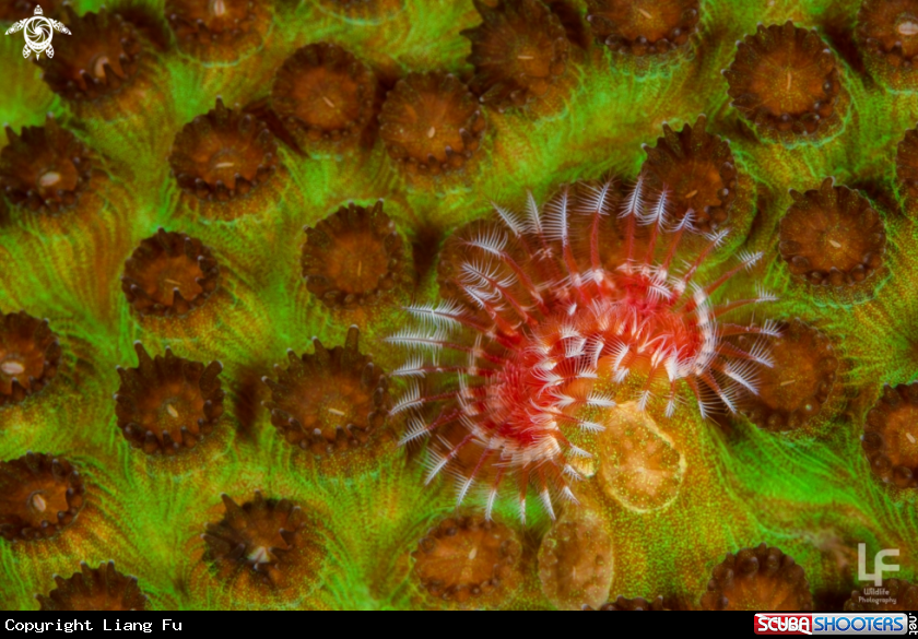 A Hard coral
