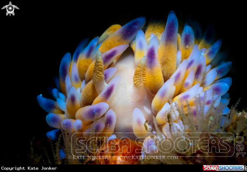 A Gasflame Nudibranch