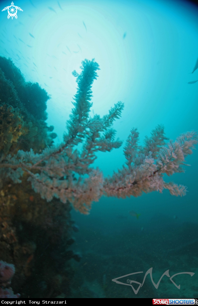 A Black coral