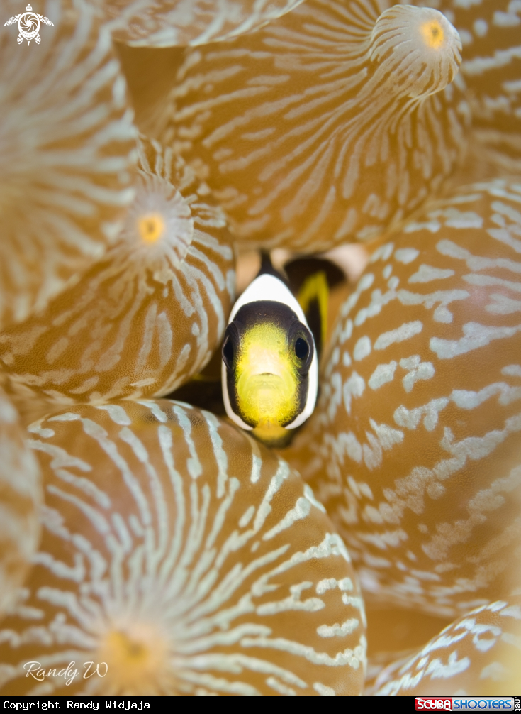 A Clown Fish