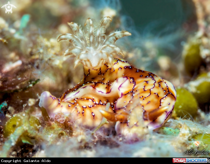 A Nudibranch Krakatoa