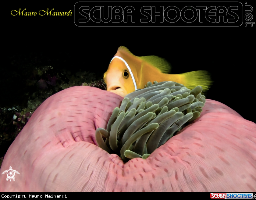 A Clownfish and anemone