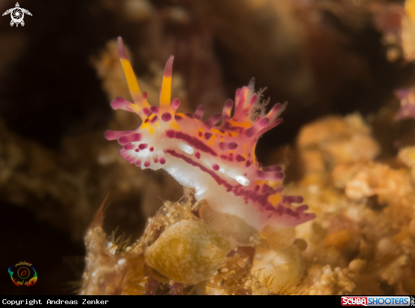 A Aegires villosus