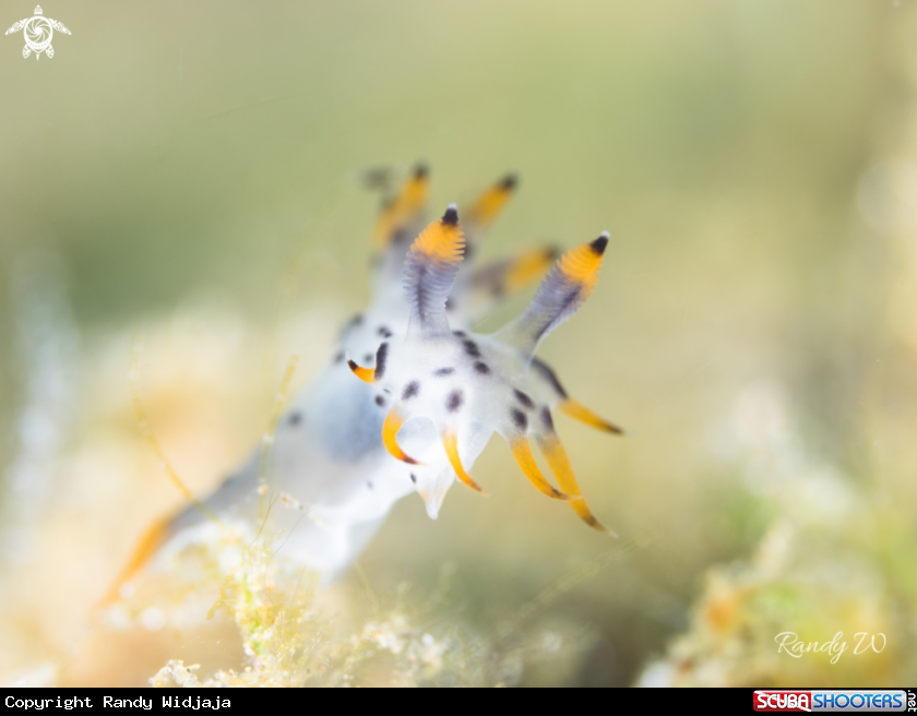 A Nudibranch
