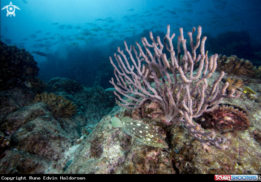 A Reef