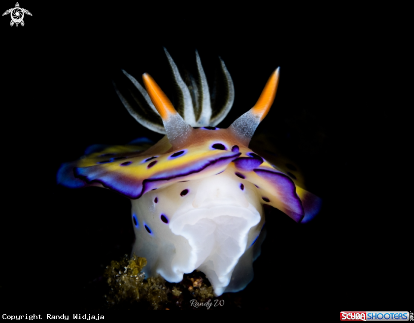 A Nudibranch
