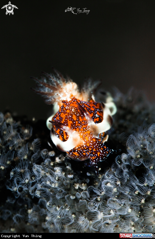 A Nudibranch