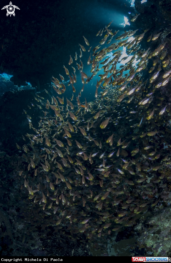A glass fishes