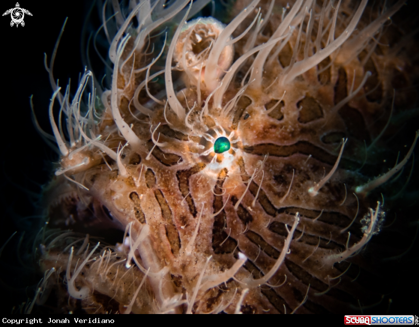 A hairy frogfish