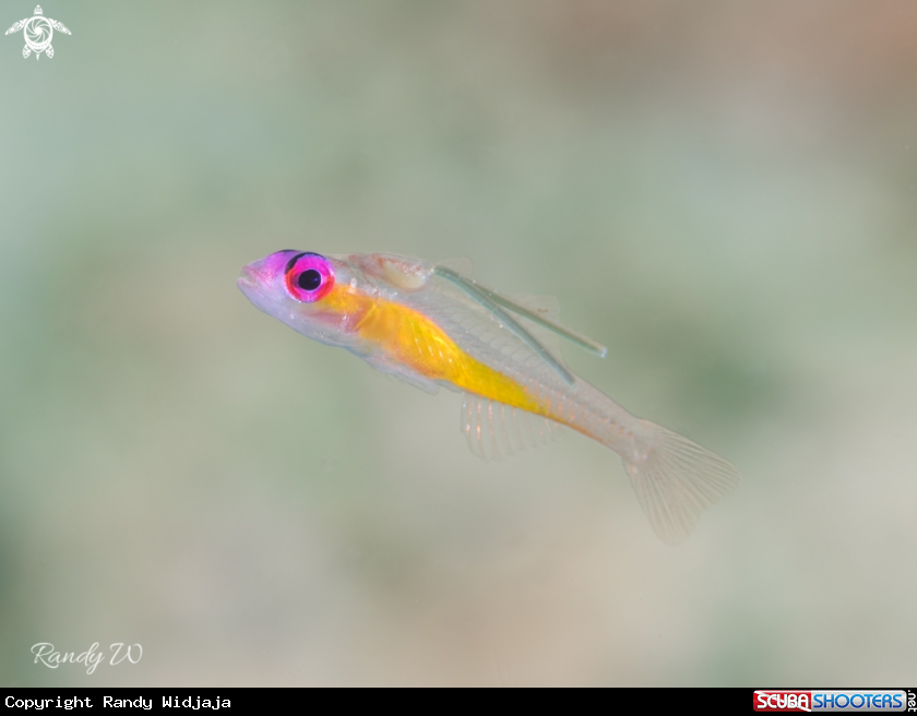 A Goby Fish