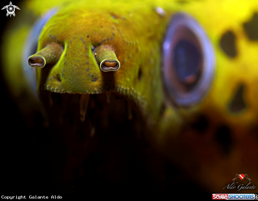 A The Yellow Head Fimbriated Eel