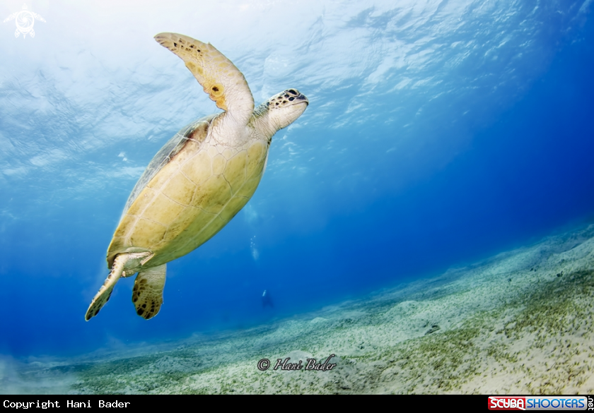 A Green turtle