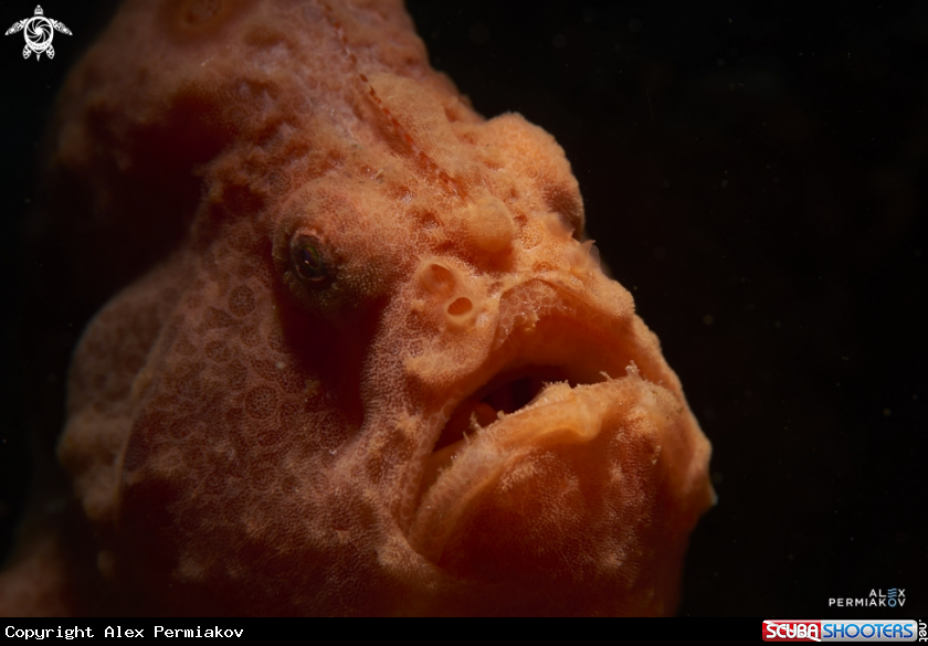 A Frogfish