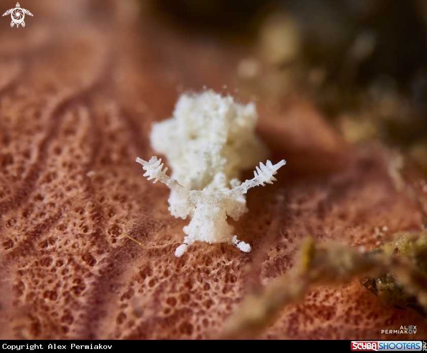 A Nudibranch