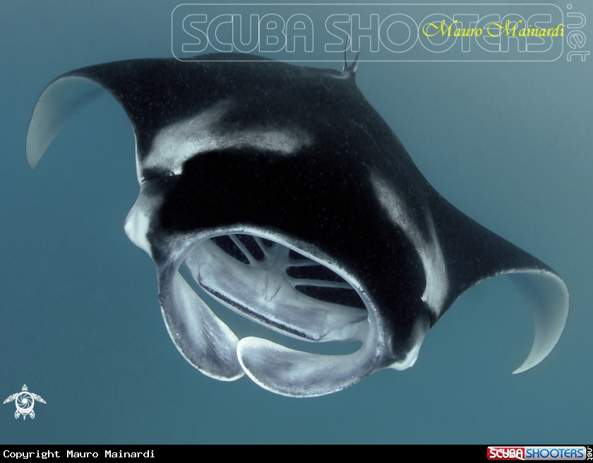 A Mantas