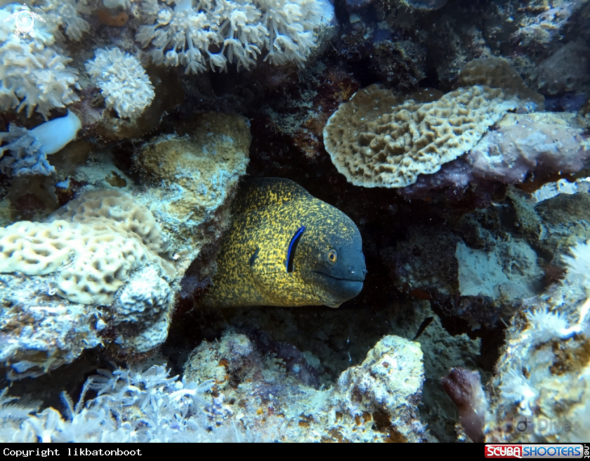 A Yellow margin moray