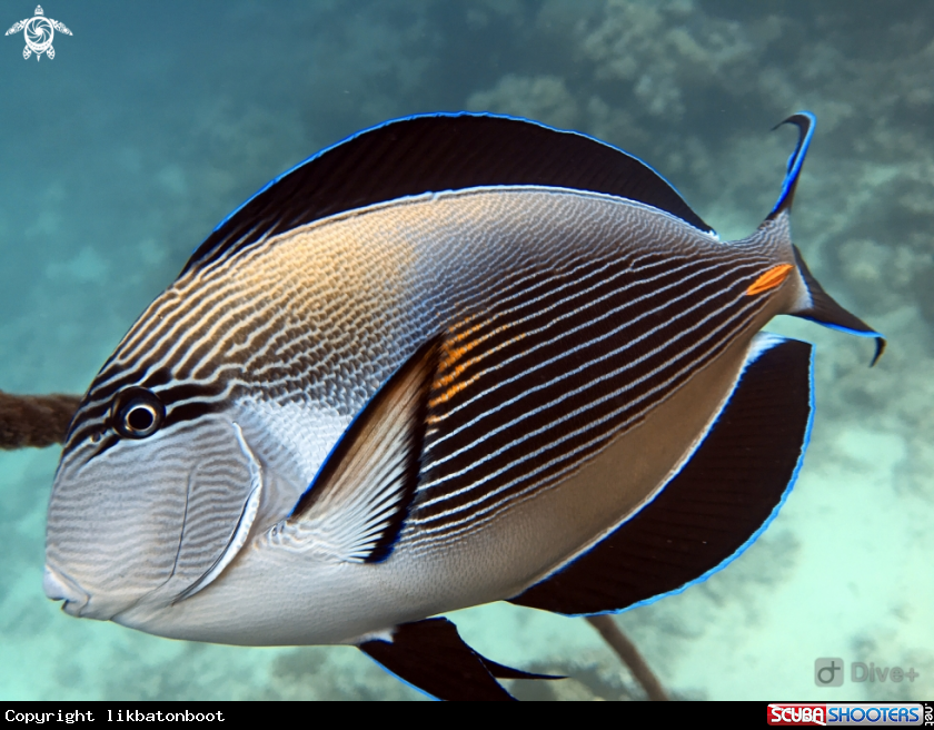 A Surgeon fish