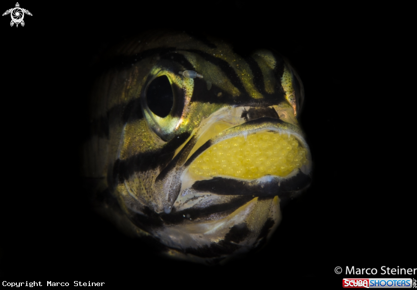 A Five Lined Cardinalfish