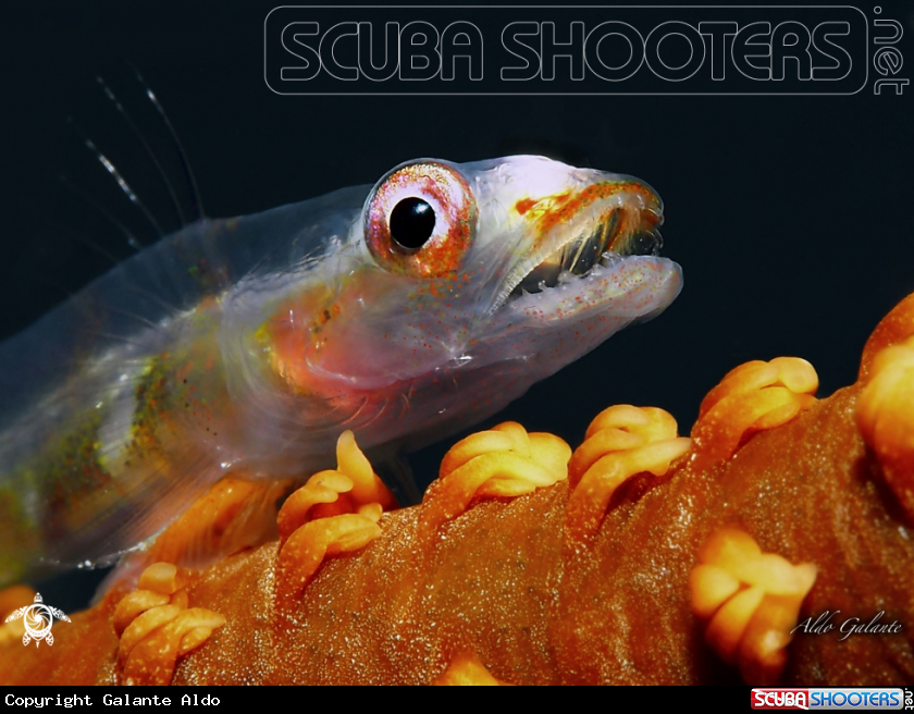 A Whip Coral Goby