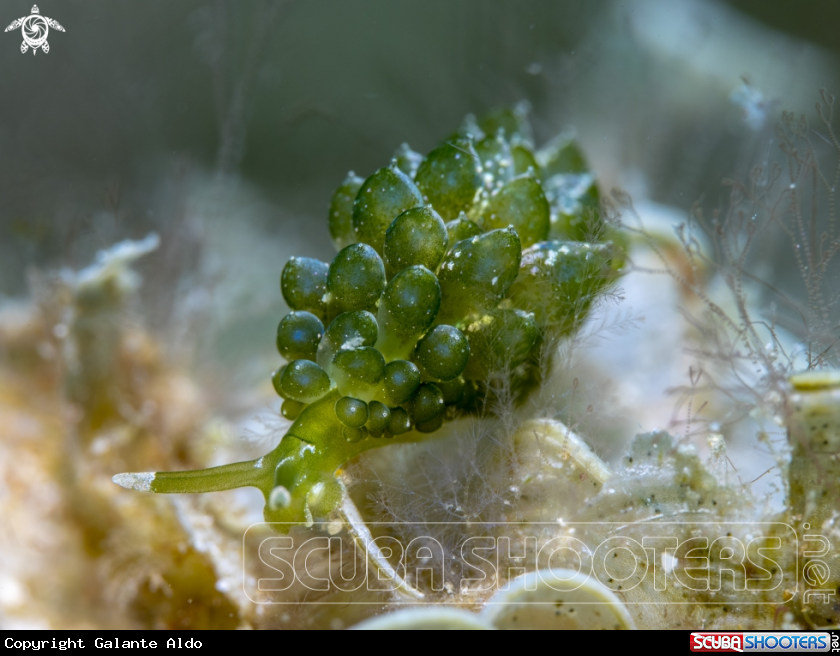 A Nudibranch
