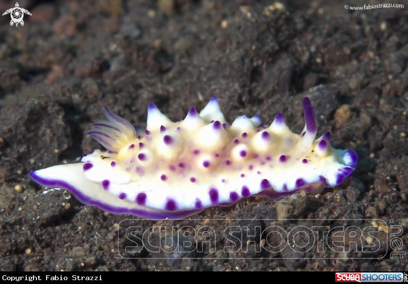 A Nudibranch